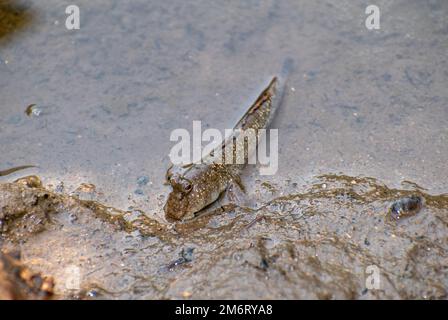 Mudskipper commun (Periophthalmus kalolo) Banque D'Images