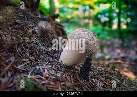 Champignon commun, (Lycoperdon perlatum) vu à Abbeyford Woods, près d'Okehampton, Devon, Royaume-Uni. Banque D'Images