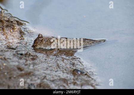 Mudskipper commun (Periophthalmus kalolo) Banque D'Images