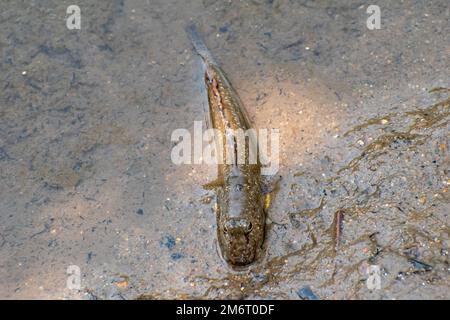 Mudskipper commun (Periophthalmus kalolo) Banque D'Images