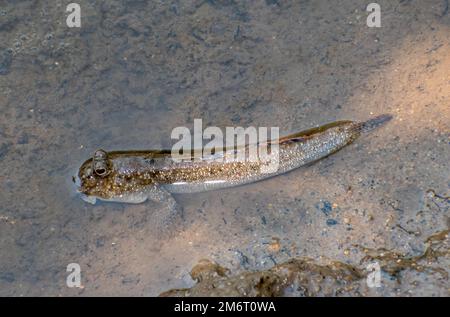 Mudskipper commun (Periophthalmus kalolo) Banque D'Images