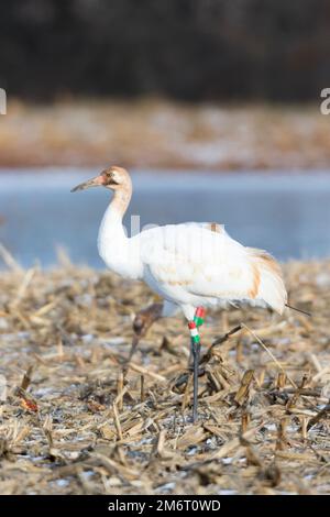 00881-00410 grue blanche (Grus americana) espèce en voie de disparition au niveau fédéral nourrissant Effingham Co. IL Banque D'Images