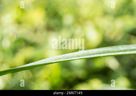 La rosée tombe sur la lame verte de l'herbe, l'arrière-plan est flou, l'espace de copie Banque D'Images