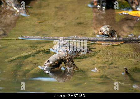 Mudskipper commun (Periophthalmus kalolo) Banque D'Images