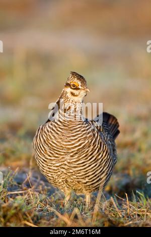 00842-03803 Grand poulet des Prairies (Tympanuchus cupido) mâle sur le poik secteur naturel de l'État de Prairie Ridge Jasper Co, il Banque D'Images