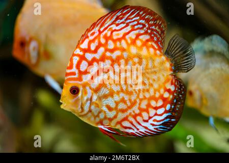 Portrait, gros plan du poisson discus. Discus dans l'aquarium. Banque D'Images