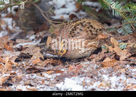 00849-01803 le Bobwhite du Nord (Colinus virginianus) se nourrissant de femmes dans la neige Marion Co. IL Banque D'Images