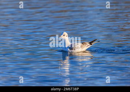 00993-00103 Bonaparte's Gull (Chericocephalus philadelphie) sur Water Clinton Co IL Banque D'Images