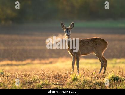 Chevreuil innocent, capreolus capreolus, doe face à la caméra sur la prairie tôt dans la matinée d'été avec l'herbe verte humide de rosée an Banque D'Images