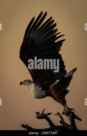 L'aigle à poisson africain prend son entour au coucher du soleil Banque D'Images