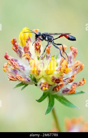 Guêpe de sable à bandes rouges (Ammophila sabulosa) Banque D'Images