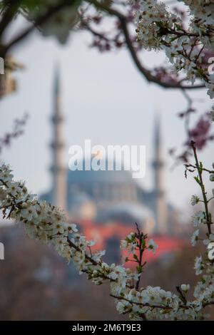 Mosquée Süleymaniye au milieu des branches de fleurs rouges et blanches Banque D'Images