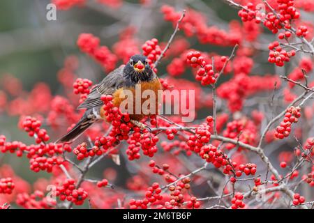 01382-05606 Robin des bois d'Amérique (Turdus migratorius) manger des baies dans la brousse de Winterberry (Ilex verticillata) Marion Co. IL Banque D'Images