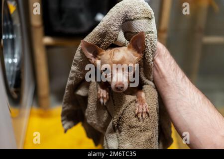 Essuyant avec une serviette le petit chien Toy Terrier après le bain. Banque D'Images