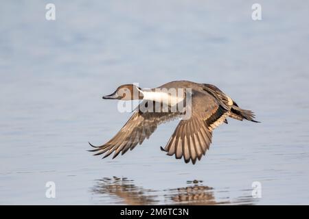 Northern Pintail (Anas acuta), homme adulte en vol, WWT Slimbridge, Gloucestershire, Angleterre, décembre. Banque D'Images