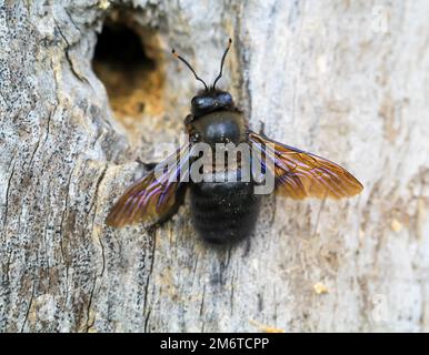 Une abeille en bois bleu-noir (Xylocopa violacea) sur un tronc d'arbre creux. Banque D'Images