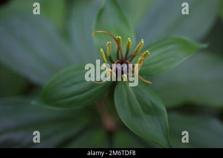 Quadrifolia de Paris. Fleur gros plan de la plante toxique, herbe-paris ou le nœud de vrais amoureux. Herbe de Paris en fleurs. Œil de Corbeau ou œil de corbeau, empoisonno Banque D'Images