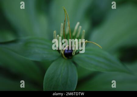 Quadrifolia de Paris. Fleur gros plan de la plante toxique, herbe-paris ou le nœud de vrais amoureux. Œil de Corbeau ou œil corbeau, baie toxique à l'avant Banque D'Images