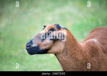 Mouton brun simple sur pâturage vert sec Banque D'Images