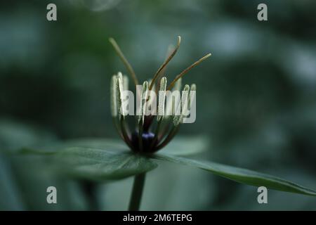 Quadrifolia de Paris. Oeil de Crow ou oeil corbeau, baie toxique dans la forêt. Fleur gros plan de la plante toxique, herbe-paris ou le nœud de l'amour vrai Banque D'Images