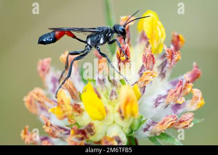 Guêpe de sable à bandes rouges (Ammophila sabulosa) Banque D'Images