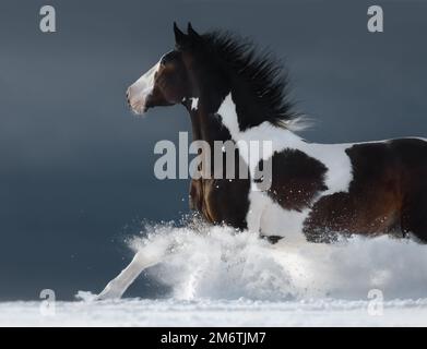 American Paint Horse qui fait du galop rapide sur un terrain enneigé d'hiver. Vue latérale. Banque D'Images