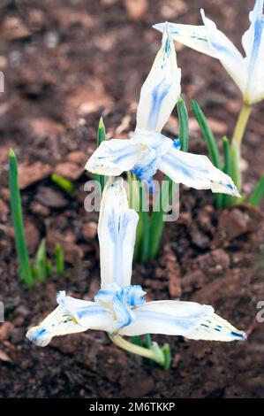 Gros plan de la naine Iris reticulata peint Lady en fleur à la fin de l'hiver ou début du printemps bleu blanc pétales jaunes une plante décidue qui est entièrement endurci Banque D'Images