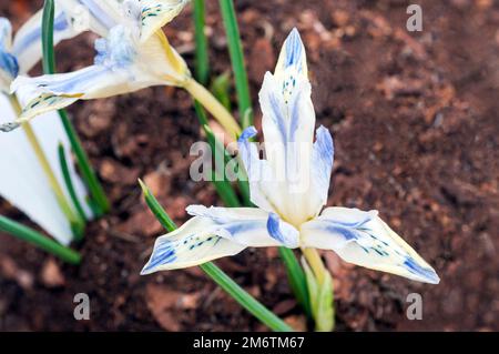 Gros plan de la naine Iris reticulata peint Lady en fleur à la fin de l'hiver ou début du printemps bleu blanc pétales jaunes une plante décidue qui est entièrement endurci Banque D'Images