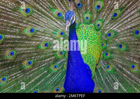 Magnifique paon bleu avec plumes bronzé Banque D'Images