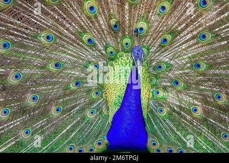 Magnifique paon bleu avec plumes bronzé Banque D'Images