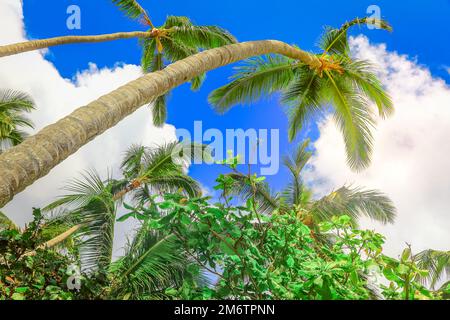 Paradis tropical, palmiers des caraïbes idylliques à Punta Cana, République dominicaine Banque D'Images