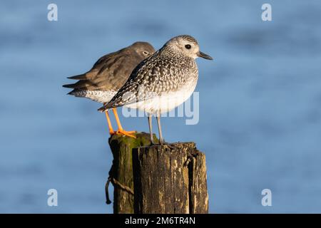 Trèfle gris debout sur un poteau en bois à côté d'un Redshank Banque D'Images