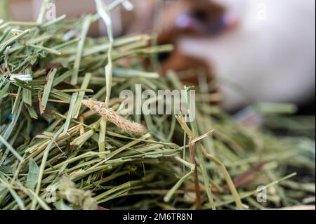 Timothy foin pile dans une cage avec un cobaye flou manger en arrière-plan. Banque D'Images