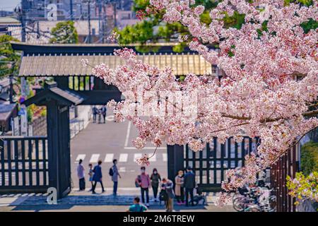 Cerisiers en fleurs au temple d'Ikegami Honmonji Banque D'Images