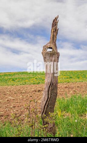 Arbre mort sur le bord du champ Banque D'Images