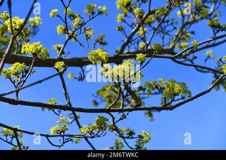 Fleurs d'érable de Norvège vert jaune Banque D'Images