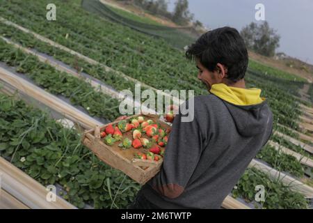 5 janvier 2023, Gaza, la bande de Gaza, Palestine : un agriculteur palestinien cueille des fraises dans une ferme de Beit Lahiya, dans le nord de la bande de Gaza. (Credit image: © Mahmoud Issa/Quds Net News via ZUMA Press Wire) Banque D'Images