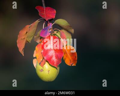 Feuilles d'automne avec fruits sur un poirier Banque D'Images