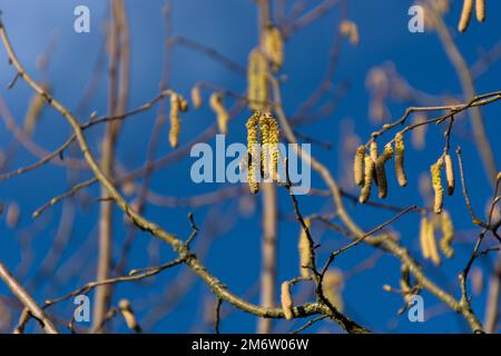 Champ de petits chatons de noisettes sur fond bleu Banque D'Images