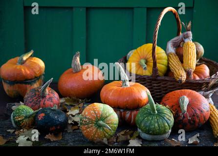 Carte de Thanksgiving pour citrouilles en automne Banque D'Images