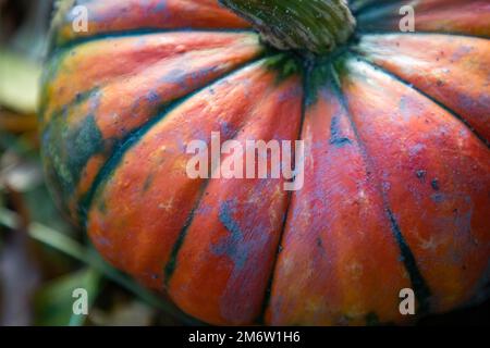 Carte de Thanksgiving rouge à motif citrouille en gros plan en automne Banque D'Images