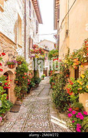 Fleurs dans l'ancienne rue située dans le village de Spello.Région de l'Ombrie, Italie. Banque D'Images