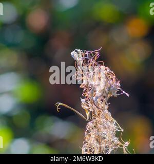 Forme abstraite de la nature d'une plante flétronnée en automne Banque D'Images