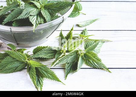 Ortie de piqûre dans la passoire sur la table, feuille d'ortie fraîche, ferme-plante médicinale Banque D'Images