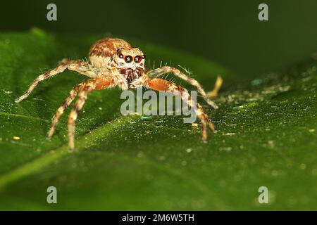 Araignée sautant le bronze (Helpis minitabla) Banque D'Images