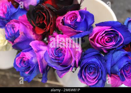 Roses rose et bleu bicolores dans la boutique de fleuriste Banque D'Images