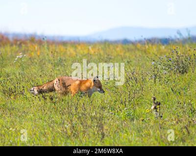 Un magnifique wild Red Fox (Vulpes vulpes) à la recherche de nourriture pour manger dans l'herbe longue. Banque D'Images