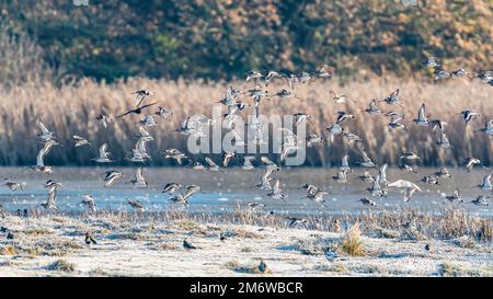 Godoul à queue noire, Limosa limosa en vol dans l'environnement Banque D'Images