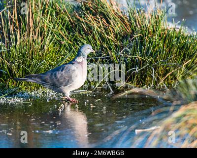 Pigeon de bois commun, Palumbus de Columba sur les marais enveloppés de gel au lever du soleil, Devon, Angleterre Banque D'Images