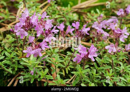 Fleur d'une petite plante utile de thym sauvage (Thymus serpyllum) Banque D'Images